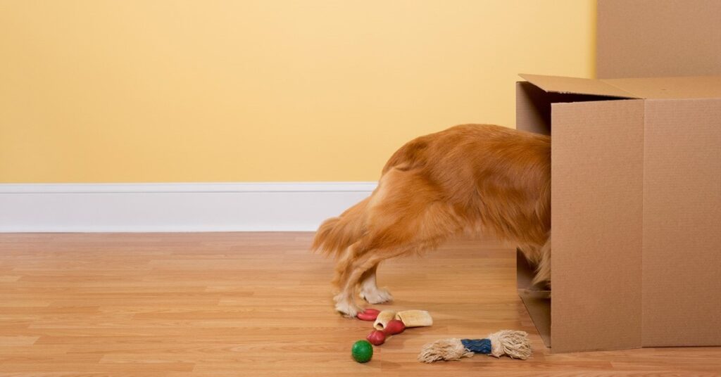 dog pulling toys out of a box